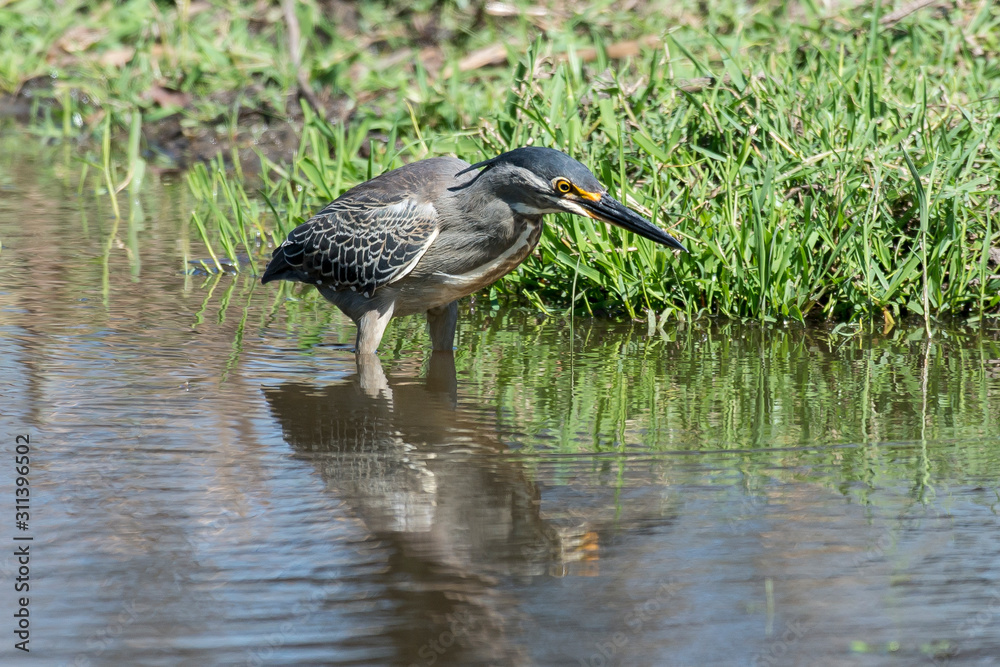 Héron strié,.Butorides striata, Striated Heron Héron strié,.Butorides striata, Striated Heron