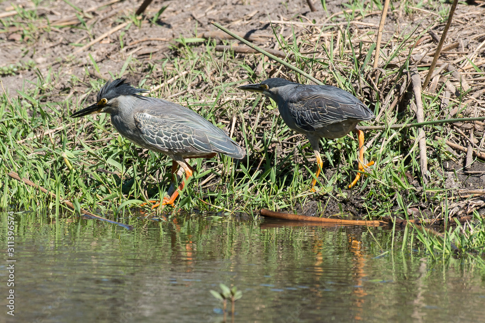 Héron strié,.Butorides striata, Striated Heron Héron strié,.Butorides striata, Striated Heron