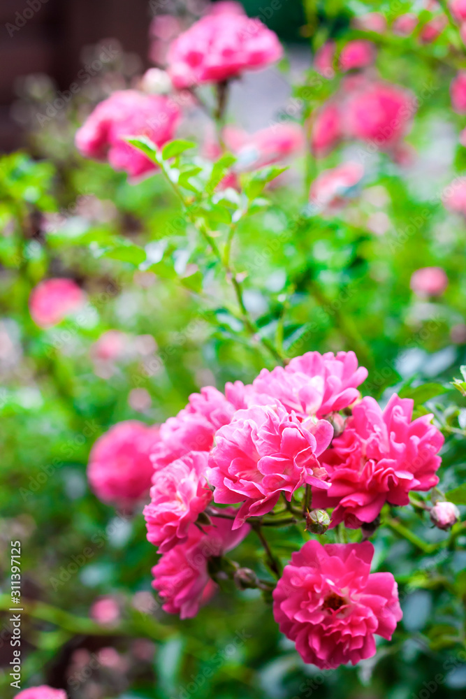 Flowers of pink climbing roses closeup Flowers of pink climbing roses closeup