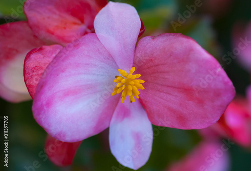 pink flower macro