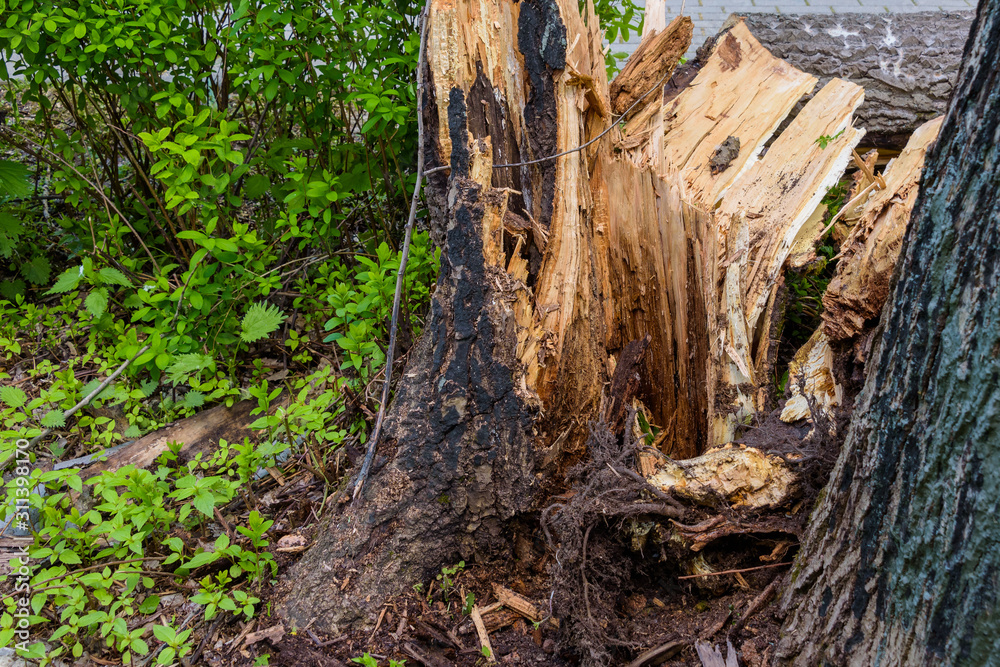 Trees felled by hurricane in the Park. Trees felled by hurricane in the Park.