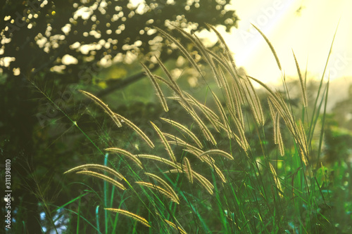 White cassian Fountain Grass blows gently with soft afternoon sun light. © Supratchai