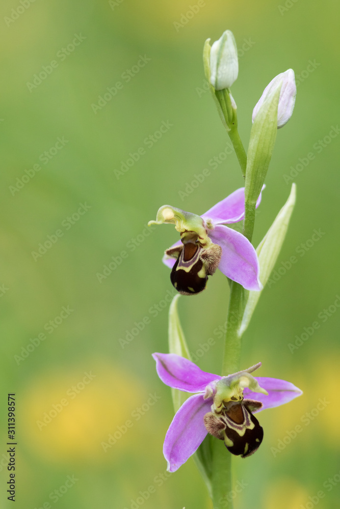 orchidée sauvage sur fond de prairie verte orchidée sauvage sur fond de prairie verte