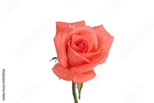 blossom pink nectar rose fresh flower isolated on white with water droplet