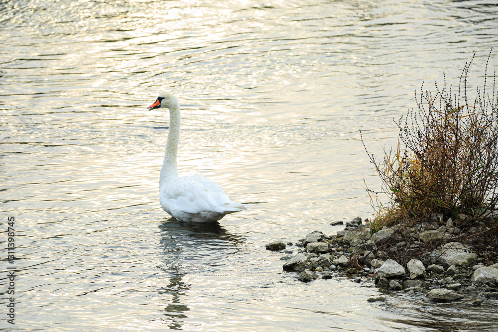 Fototapeta premium Höckerschwan (Cygnus olor) auf dem Wasser, Rhein