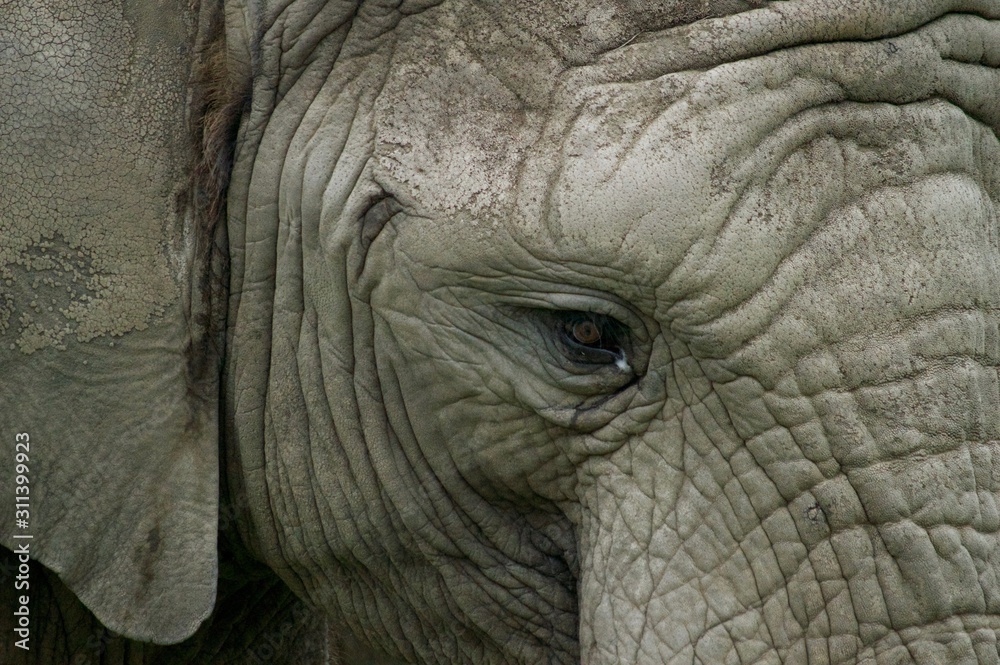 Elephant eye Elephant eye