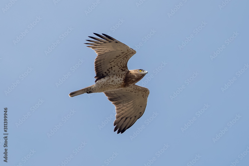 Obraz premium Short Toed Eagle Flying