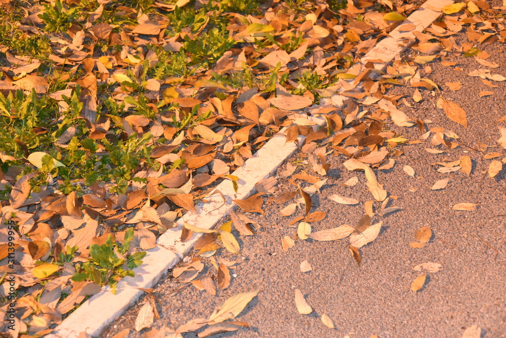 Autumn Falled Foliage on the Asphalt
