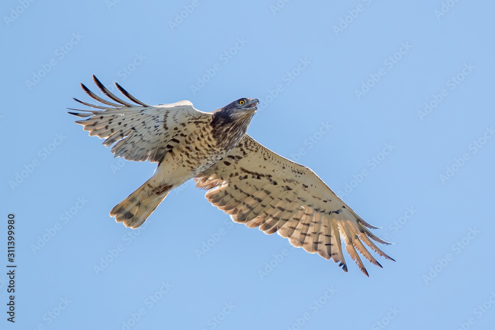 Fototapeta premium Short Toed Eagle Flying