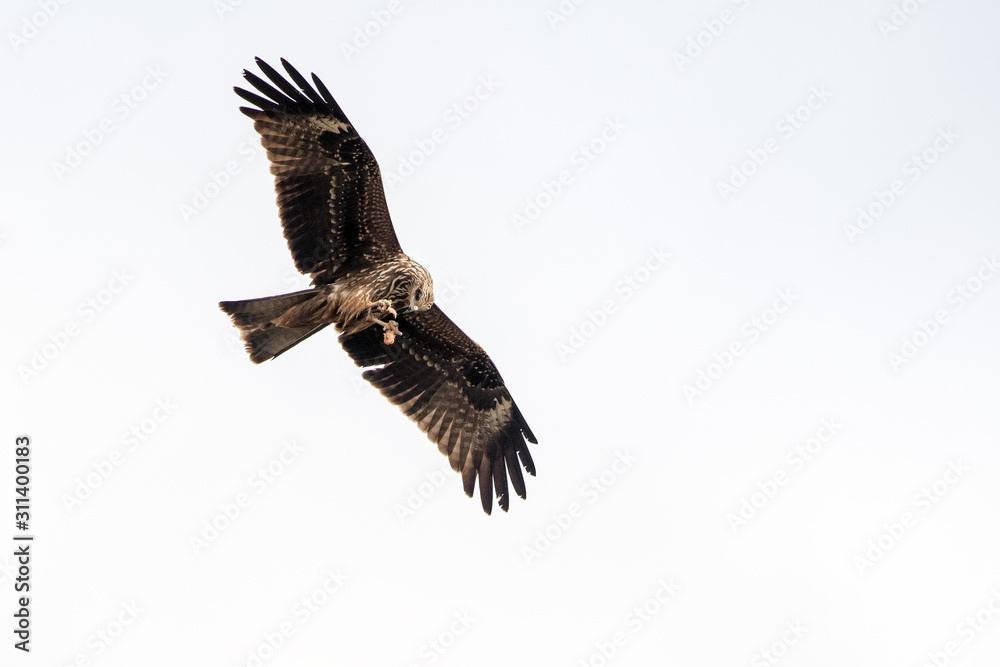 Fototapeta premium Milvus migrans (Black Kite), Crete