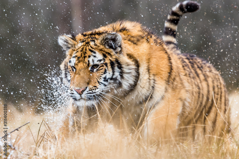 Siberian Tiger running. Beautiful, dynamic and powerful photo of this  majestic animal. Set in environment typical for this amazing animal.  Birches and meadows Stock Photo | Adobe Stock