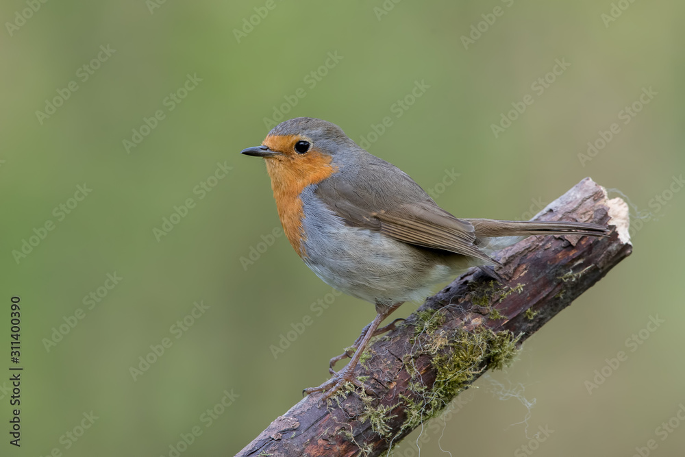 Robin Perched Robin Perched