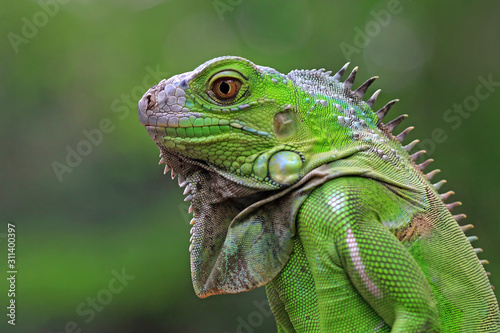 Green iguana from side view, closeup reptile