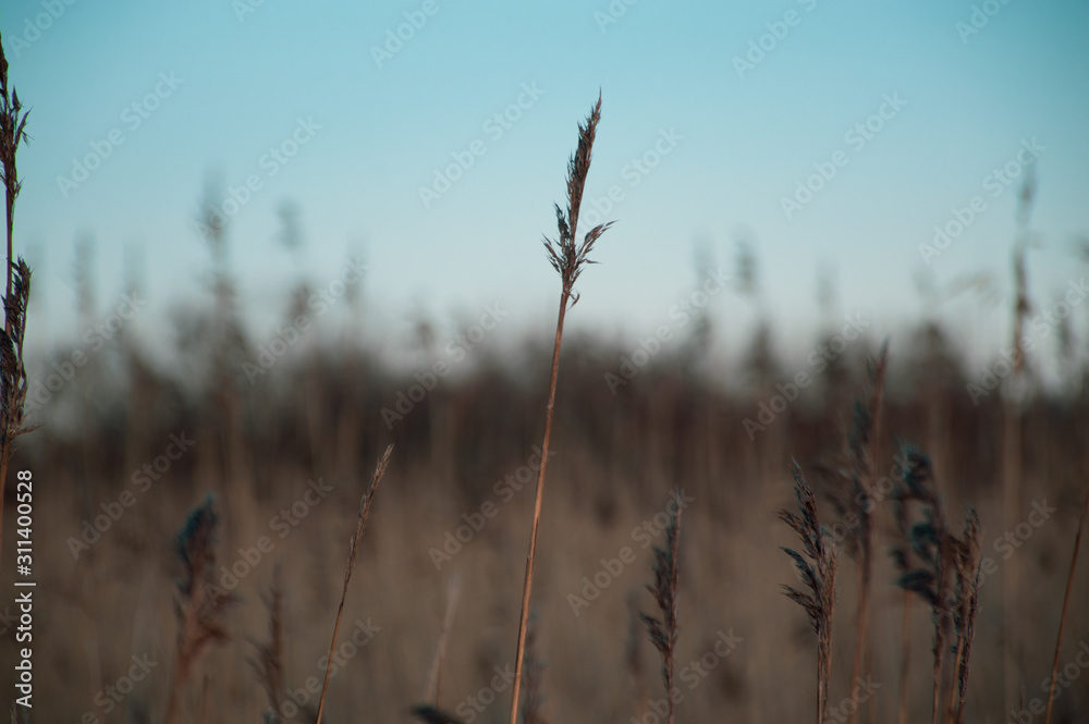 Fototapeta premium dry grass in the wind