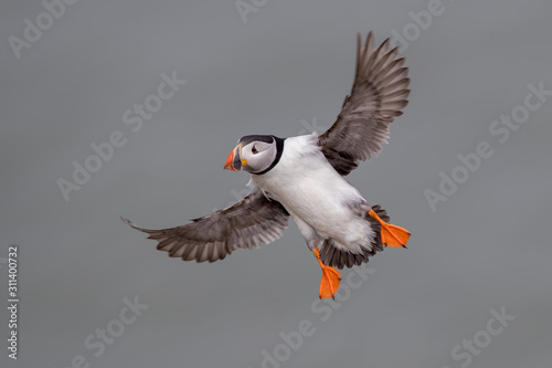 Puffin Flying photo