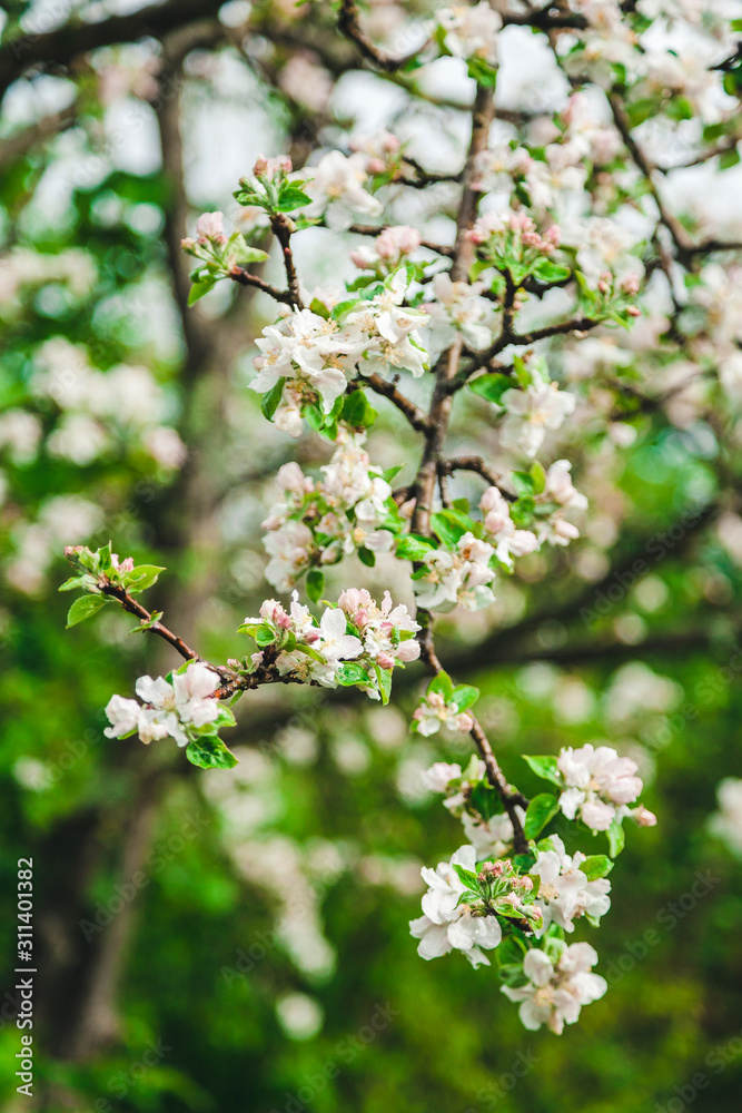 apple blossom in spring after rain