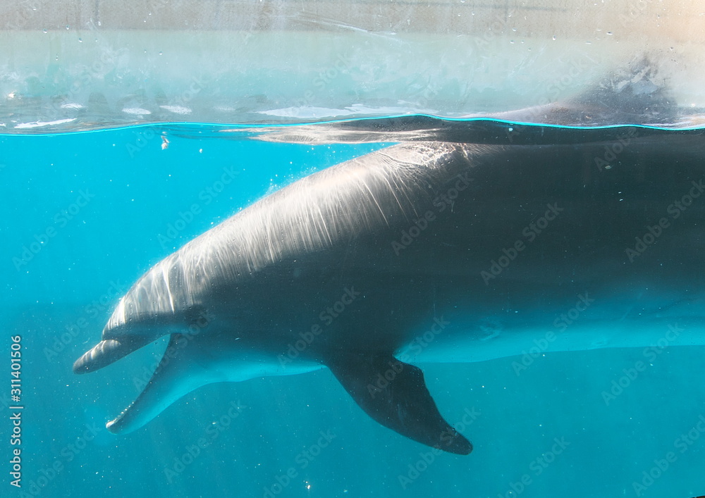 Obraz premium イルカ