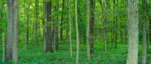 Fototapeta Naklejka Na Ścianę i Meble -  Forest Panorama