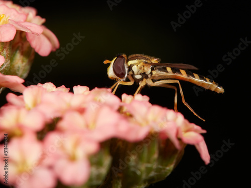 hoverfly on beautiful yarrow flower © Daniel