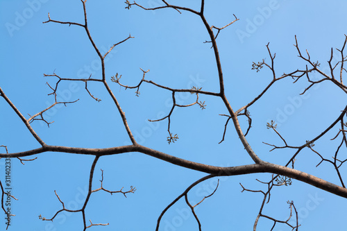 crop branches of a tree on the blue sky