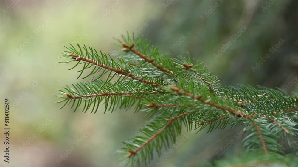 Spruce branch swings in the wind. Eternal green color in winter. Spruce branch swings in the wind. Eternal green color in winter.