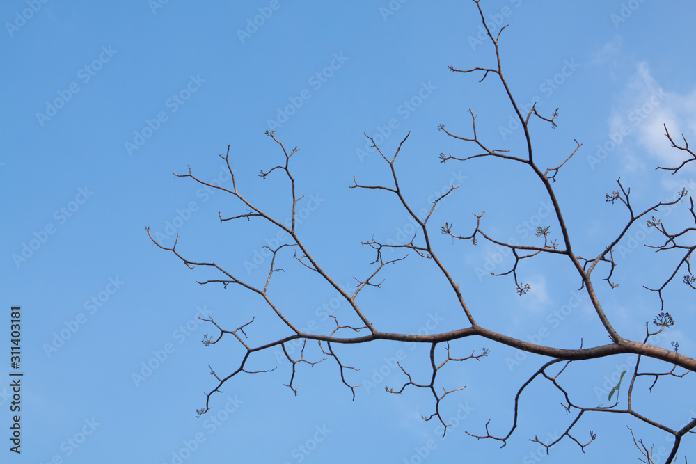 branches of a tree on the blue sky branches of a tree on the blue sky