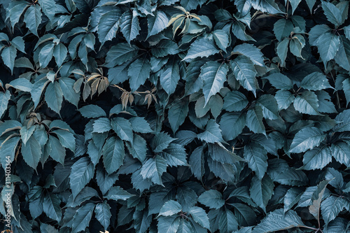 Dark green and blue creeper leaves on the wall. Natural pattern, texture. Wild vine leaf background. photo