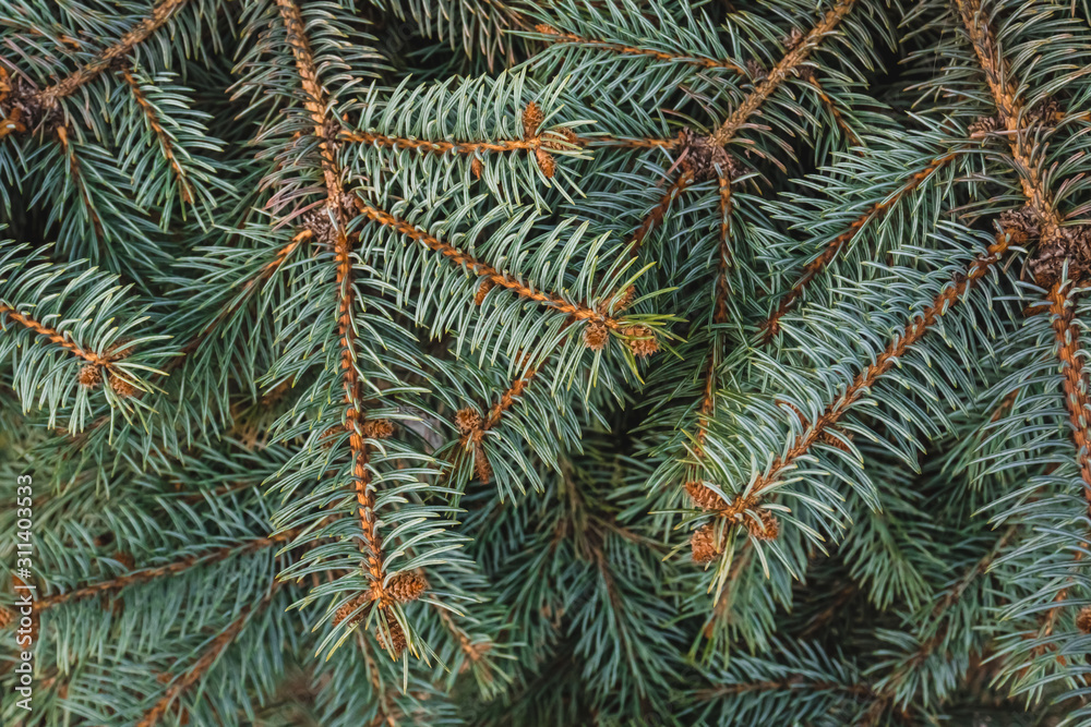 Fir-tree green branches as a perfect holiday decoration Fir-tree green branches as a perfect holiday decoration