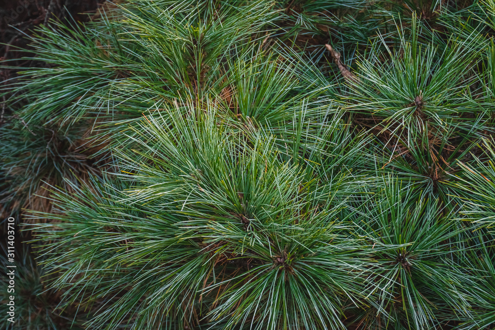 Fir-tree green branches as a perfect holiday decoration Fir-tree green branches as a perfect holiday decoration