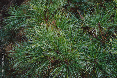 Fir-tree green branches as a perfect holiday decoration