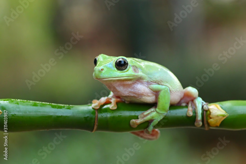 green tree frog, dumpy frog