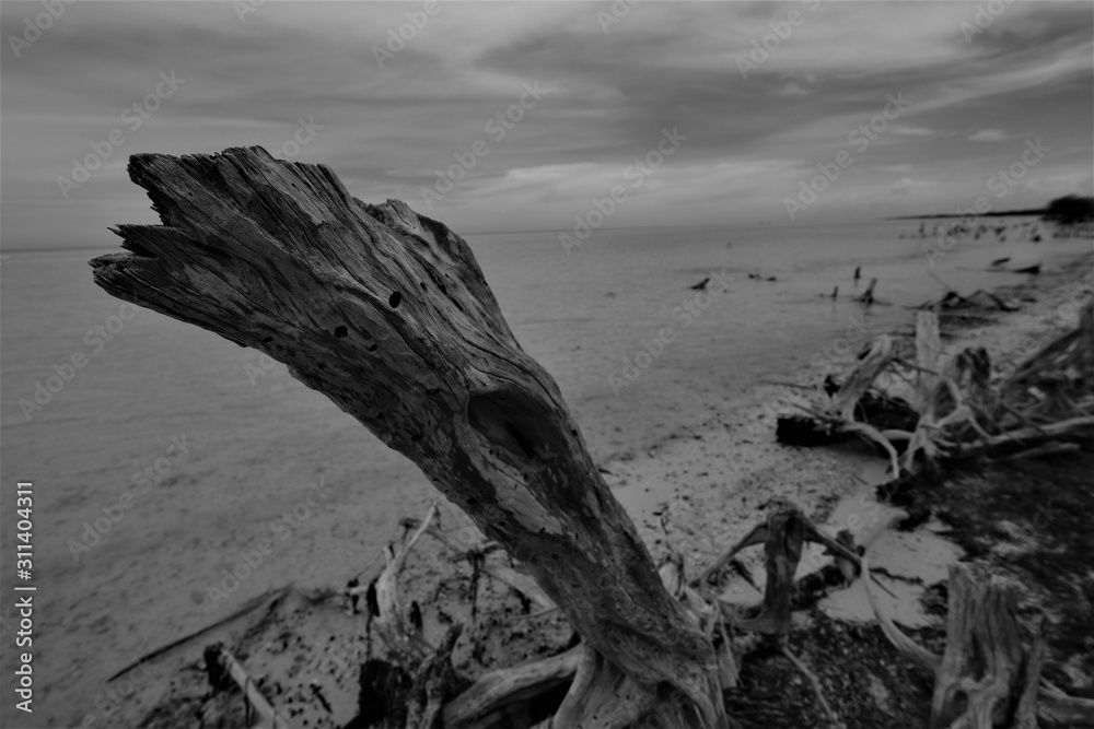 Walking on the beach at Holbox Mexico and enjoying the beauty of tree stump Walking on the beach at Holbox Mexico and enjoying the beauty of tree stump