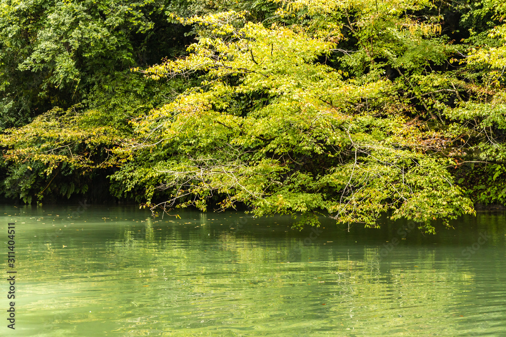 green lake and the forest green lake and the forest