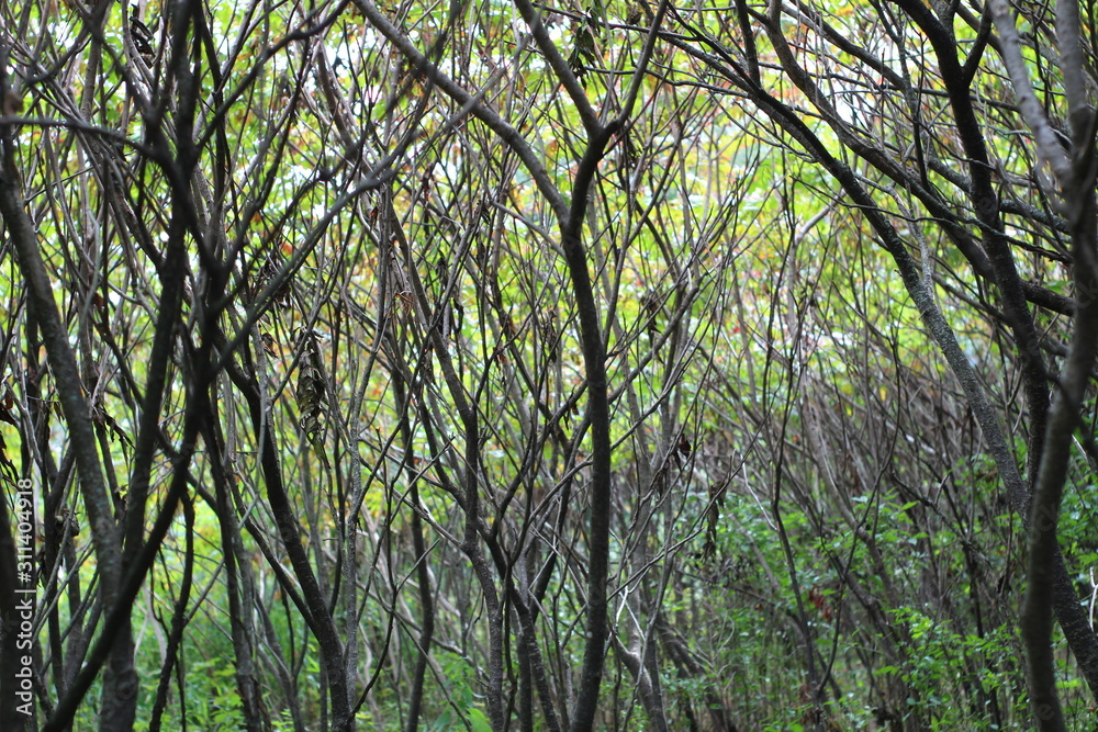 Fototapeta premium Sumac Forest