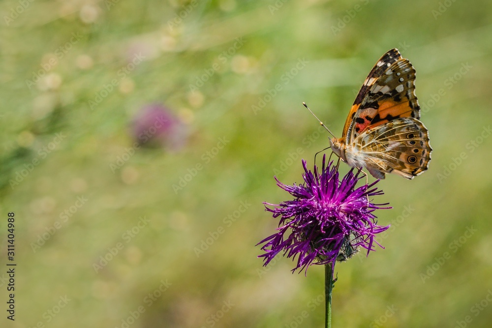 Obraz premium Colorful painted lady butterfly sitting on purple knapweed growing in a meadow on a summer day. Blurry green background. Space for text.