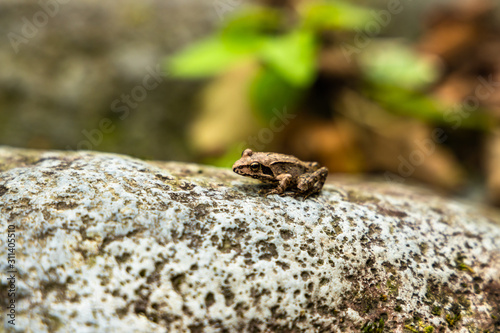 close up brown frog on the rock
