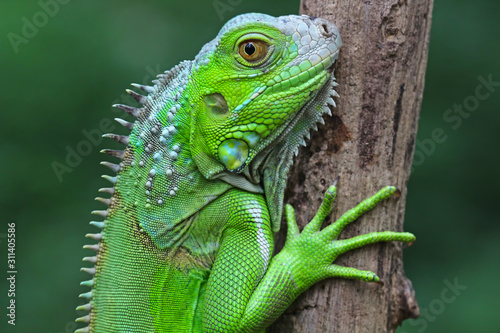 Green iguana on branch, animal closeup 