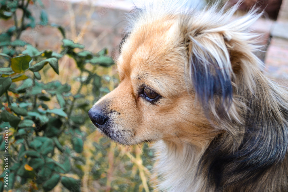  A red-haired pikinese dog with a Japanese chin looks cute. Selective focus.