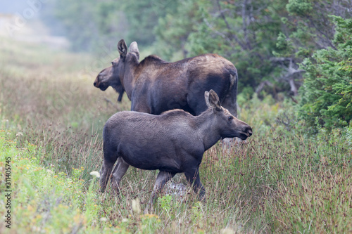 Obraz na płótnie Mama Moose And Calf
