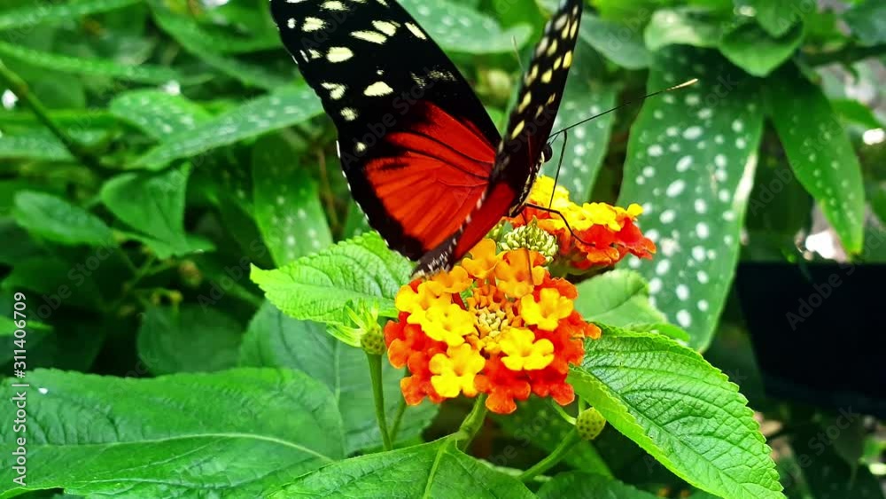 Close-up of a Heliconius hecale, the tiger longwing, Hecale longwing, golden longwing or golden heliconian on a flower Close-up of a Heliconius hecale, the tiger longwing, Hecale longwing, golden longwing or golden heliconian on a flower