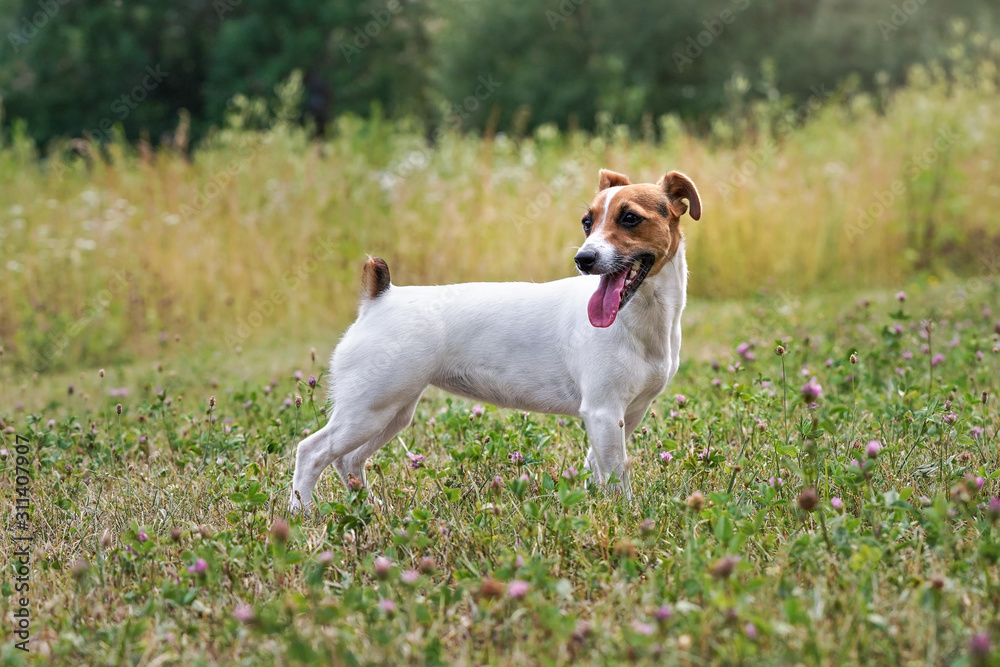 Small Jack Russell terrier standing on grass meadow with purple clover flowers, looking to side, her tongue sticking out
