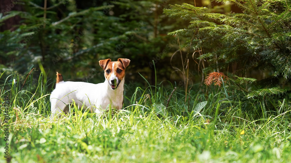 Small Jack Russell terrier standing in grass, view from side, blurred trees background