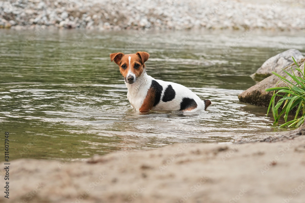 Small Jack Russell terrier crawling in shallow river water