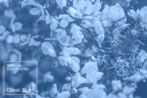 Color of the year 2020 concept, classic blue colored trend for your design. Copy space. COY2020. Eco background, macro plants, shallow depth of field