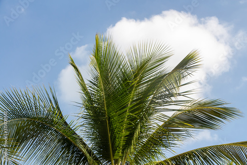 Beautiful big Cocos nucifera palm leaves are on the blue sky with white clouds background