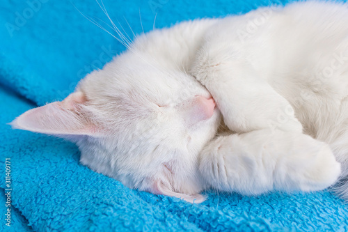 White cat sleeps on a blue plaid. The concept of pets, home comfort. Cute kitty.