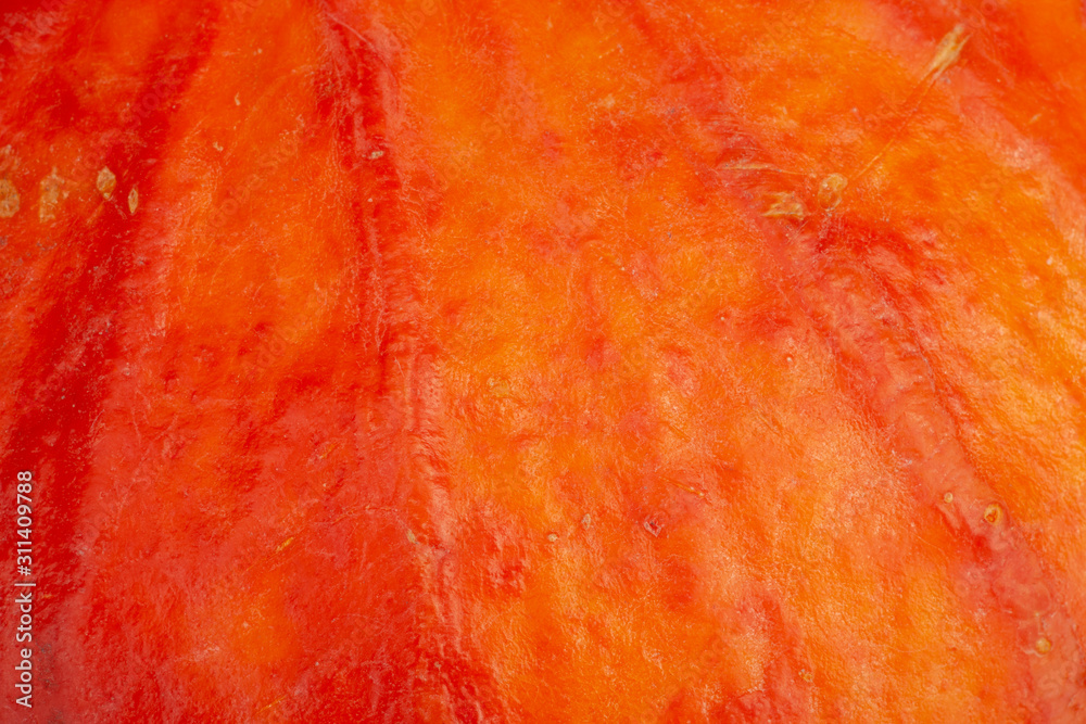 Happy Thanksgiving Background. Close up of a little decorative pumpkin. Autumn Harvest and Holiday minimal still life. Happy Thanksgiving Background. Close up of a little decorative pumpkin. Autumn Harvest and Holiday minimal still life.