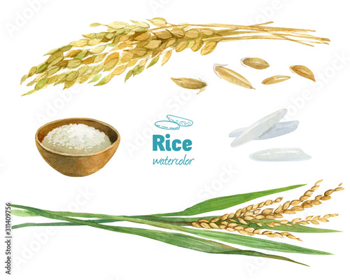 Rice watercolor illustration set with clipping paths