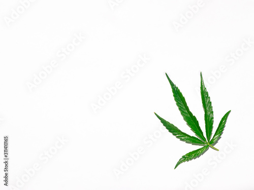 Green cannabis leaf isolated on white close up