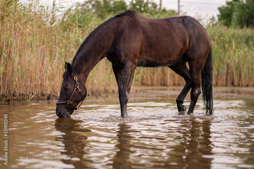 Close-up of a dark horse drinks water from a lake. Horse ride